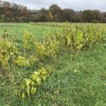 Sida at North Wyke, Nov. 2023