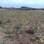 Black Locust Turbo plots at Headley Hall, Nov. 2023