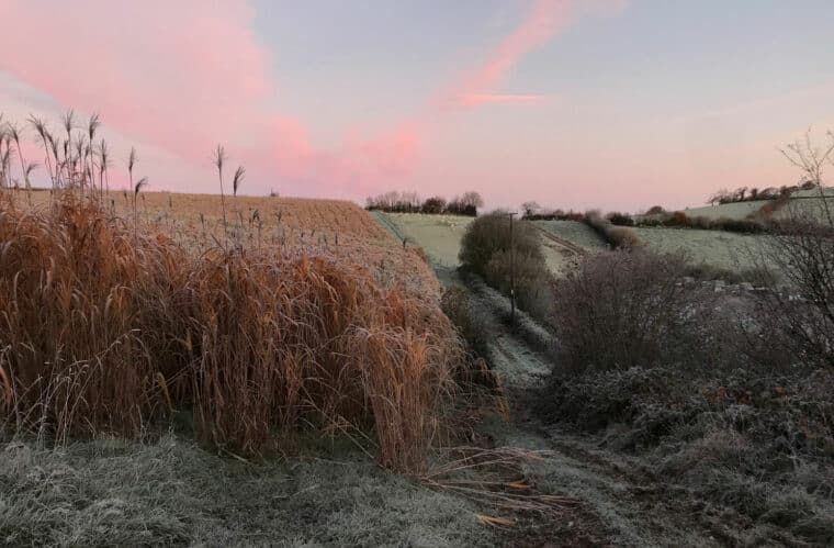 Miscanthus crop at Langaller Farm in Somerset.