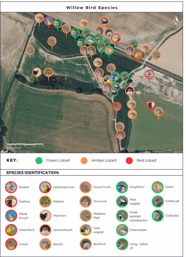 Figure 1: A map showing where a selection of bird species was seen or heard at Umberleigh Barton Farm (willow crop). Red = red listed; orange = amber listed; green = green listed.