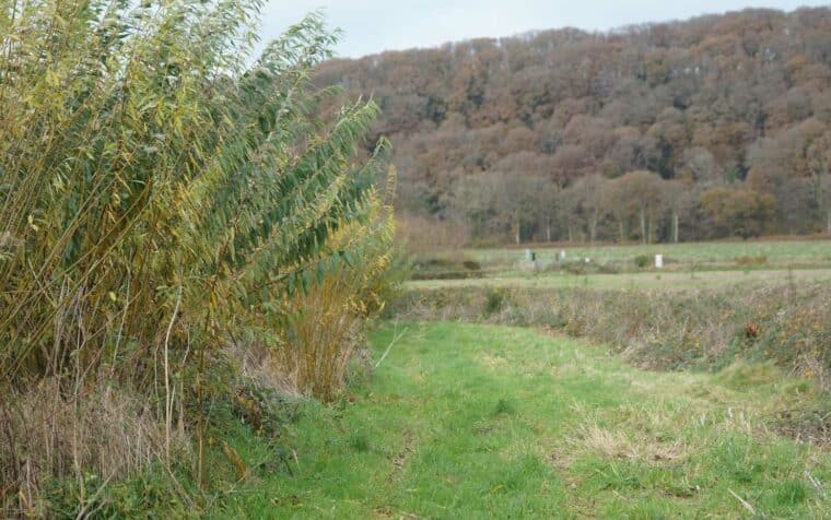 Edge of willow crop at Umberleigh Barton Farm in Devon.