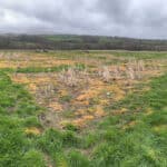 2023 Miscanthus Variety Trial