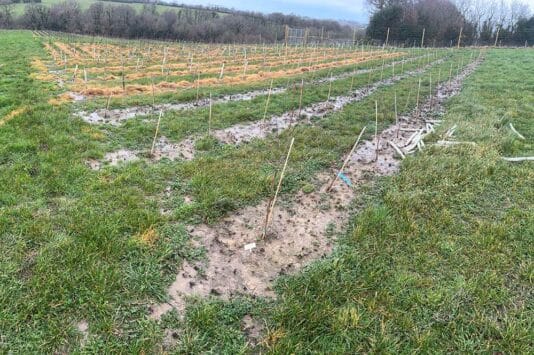Alder Plot with Gaps Filled during January 2024