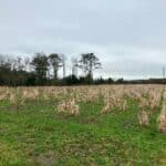Miscanthus Athena