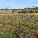 Eucalyptus E.Nitens all straightened up after wind rock from Storm Isha