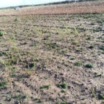 Budding willow Vars