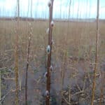 Buds on Willow