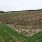 Grasses demo plot