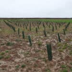 Wet conditions on the SRF Eucalyptus plot at Cockle Park Farm