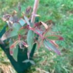 Eucalyptus