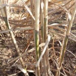 Green stems on Misc Variety