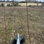 Herbidome glyphosate amongst the SRC Willow