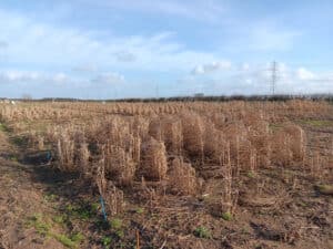 Misc Variety trial