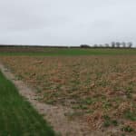 Miscanthus Giganteus plot at Cockle Park Farm