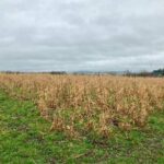 Miscanthus Giganteus
