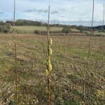 Pussy willow out