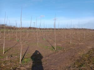 SRF Poplar