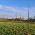 SRC Poplar