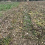 SRC Willow showing glyphosate after 10 days 19.2.24.