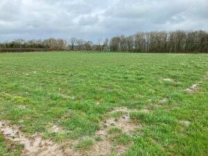 SRC Willow variety trial