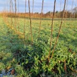 SRC Poplar Thistle