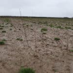 SRC Willow plot at Cockle Park Farm, January 2024