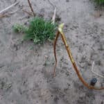 Hare grazing damage on SRC willow at Cockle Park Farm