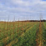 SRC Willow variety trial