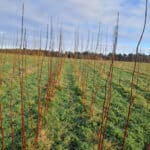SRC Willow variety trial