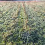 SRC Willow variety trial thistle