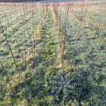 SRC Willow variety trial thistle