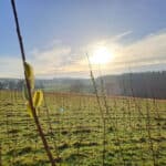 SRC Willow variety trial