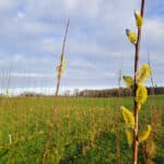 SRC Willow variety trial