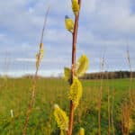 SRC Willow variety trial