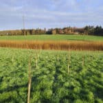 SRF Poplar