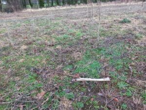 Storm damage on SRF Poplar trees
