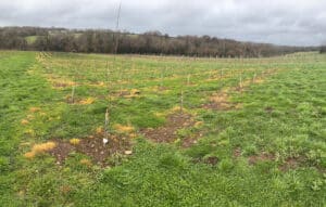 SRF Poplar