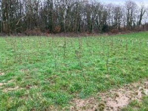 SRF Black Locust 'Turbo'