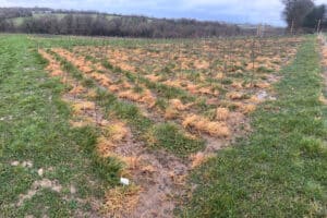 Black Locust 'Turbo'