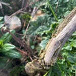 Black Locust 'Turbo' snapped off by the wind