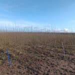 Willow 0.5ha Plot