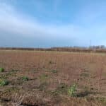 Willow Variety Trial Plot