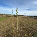 Willow budding