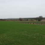 An aisle between the plots at Cockle Park Farm