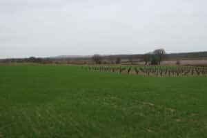 An aisle between the plots at Cockle Park Farm