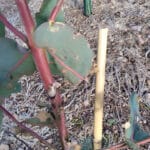 Damage on Eucalyptus (cuts from mesh guard?)