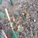 Frost damage in Eucalyptus