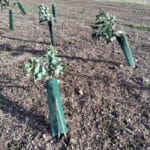 Wind beaten Eucalyptus