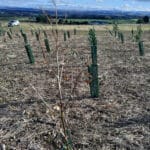 Dying Eucalyptus tree