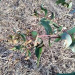 Frost damage in Eucalyptus